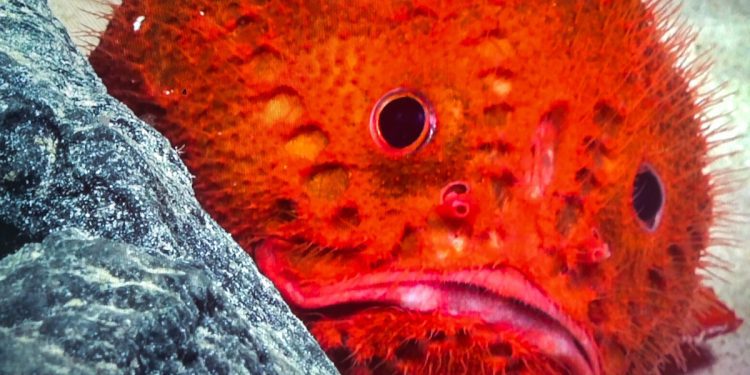 Descubrimiento en las profundidades: Montañas submarinas revelan un mundo desconocido