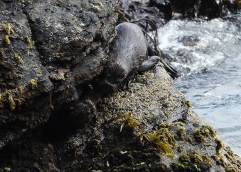 La nutria del Pacifico y los bosques de algas: El chungungo, una especie en peligro de extinción