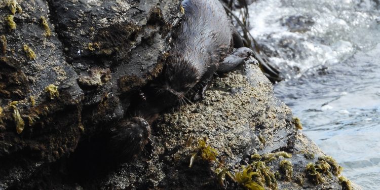 La nutria del Pacifico y los bosques de algas: El chungungo, una especie en peligro de extinción