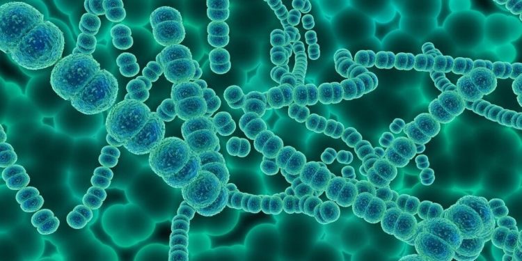 [Columna] Dr. Camilo García: ¿En qué consiste la enfermedad carnívora que pone en alerta a Japón?