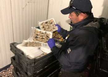 Fiscalización de Sernapesca en Coquimbo y Valparaíso permitió desbaratar una planta procesadora y comercializadora de productos del mar