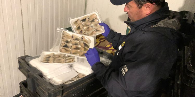 Fiscalización de Sernapesca en Coquimbo y Valparaíso permitió desbaratar una planta procesadora y comercializadora de productos del mar