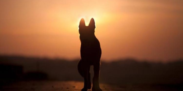 [Opinión] Nicolás Escobar: Día libre cuando fallece una mascota