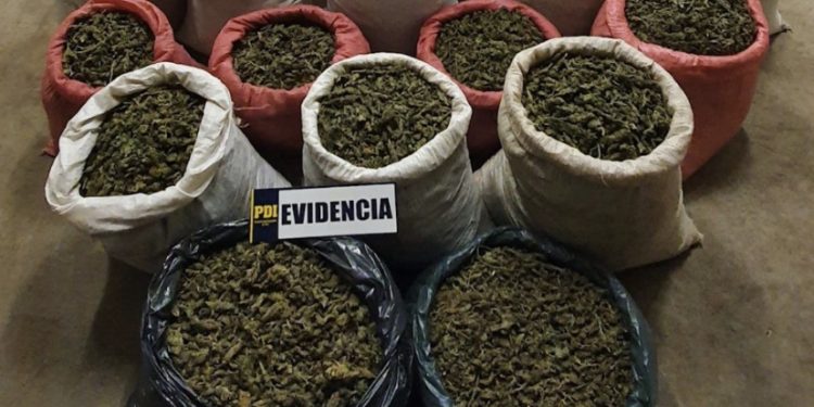 PDI saca de circulación 224 kilos de cannabis que serían distribuidas en Santiago y Valparaíso
