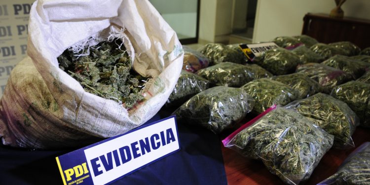 PDI detecta plantaciones de Cannabis Sativa en la comuna de Los Vilos