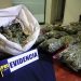 PDI detecta plantaciones de Cannabis Sativa en la comuna de Los Vilos