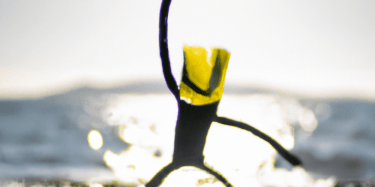 Cortometraje sobre la importancia de las algas marinas recibe importante respaldo de centro de la industria creativa