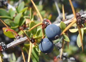 Odontóloga de la UV estudia frutos nativos de Chile para reducir daños dentales en pacientes oncológicos sometidos a radioterapia