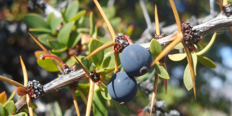 Odontóloga de la UV estudia frutos nativos de Chile para reducir daños dentales en pacientes oncológicos sometidos a radioterapia
