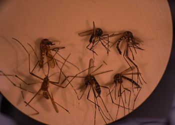 Alerta amarilla en Los Andes por presencia del mosquito del dengue