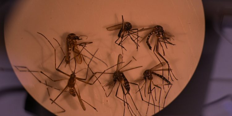 Alerta amarilla en Los Andes por presencia del mosquito del dengue