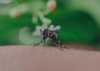 Mosquito del Dengue en Chile: especialista explica por qué el mosquito transmisor no podría reproducirse en nuestro país