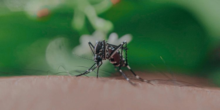 Mosquito del Dengue en Chile: especialista explica por qué el mosquito transmisor no podría reproducirse en nuestro país