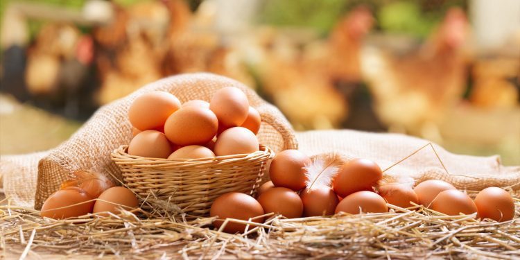 Alza en el precio de los huevos se mantendrá hasta septiembre debido al incremento de los costos logísticos