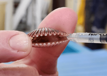 Investigación se enfoca en la acuicultura sostenible de los ostiones