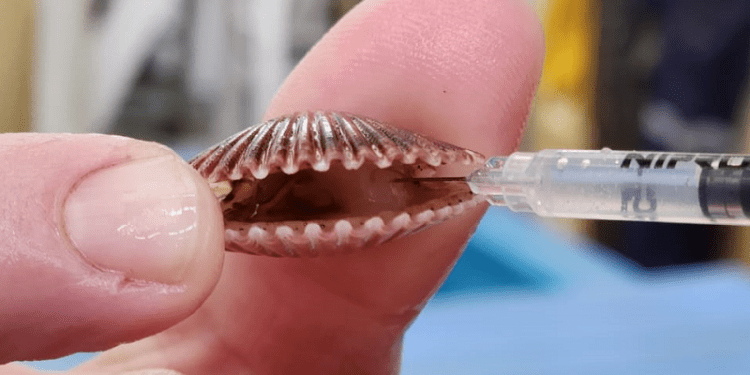 Investigación se enfoca en la acuicultura sostenible de los ostiones