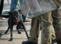 Pdte.Boric: “Yo jamás festiné ni me hizo ningún sentido la imagen burda del perro aquel… «