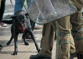 Pdte.Boric: “Yo jamás festiné ni me hizo ningún sentido la imagen burda del perro aquel… «