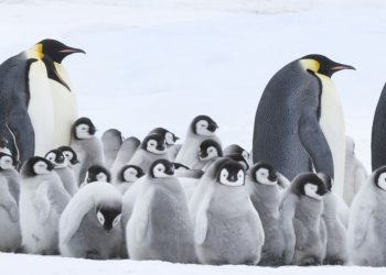 Centro de Extensión Duoc UC Sede Valparaíso presentará este jueves la película  “La marcha de los pingüinos”