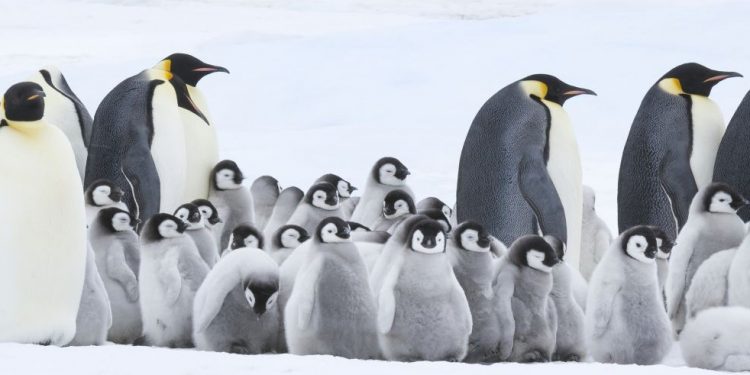 Centro de Extensión Duoc UC Sede Valparaíso presentará este jueves la película  “La marcha de los pingüinos”