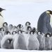 Centro de Extensión Duoc UC Sede Valparaíso presentará este jueves la película  “La marcha de los pingüinos”