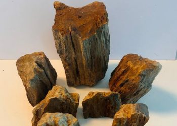 PDI Valparaíso recupera especies paleontológicas comercializadas a través de Facebook