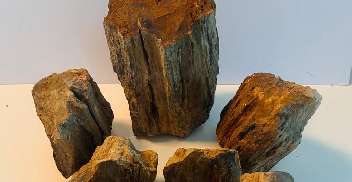 PDI Valparaíso recupera especies paleontológicas comercializadas a través de Facebook