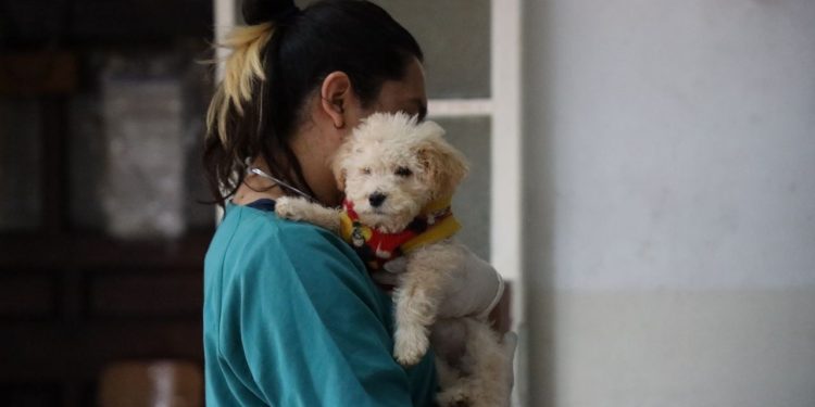 ¡Atención Valparaíso! Anuncian nueva clínica veterinaria municipal con  foco en animales sin hogar