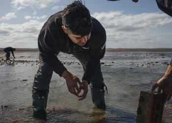 Desafíos para la conservación de bosques de algas en la Patagonia: Mauricio Palacios subraya la importancia de urgentes medidas