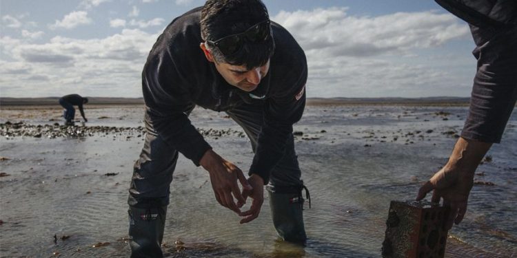 Desafíos para la conservación de bosques de algas en la Patagonia: Mauricio Palacios subraya la importancia de urgentes medidas