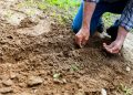 Desertificación y Sequía en Valparaíso: Desafíos y Oportunidades para la Horticultura