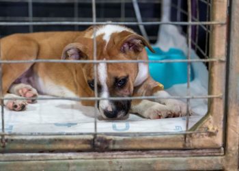 Municipio Abierto de Quilpué realizó más de 1.200 servicios veterinarios a animales afectados por los incendios