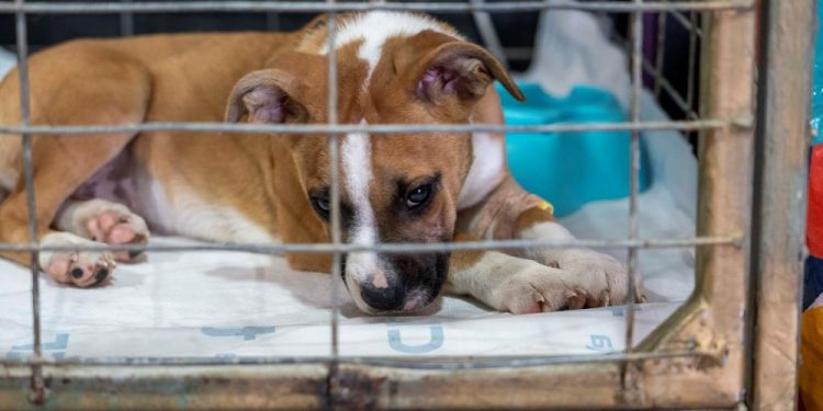 Municipio Abierto de Quilpué realizó más de 1.200 servicios veterinarios a animales afectados por los incendios