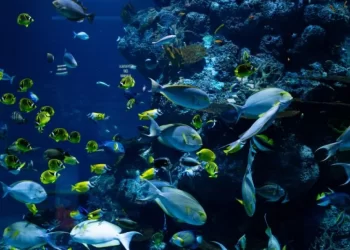 Delegación del Gobierno Regional viaja a Naciones Unidas apoyando postulación de Valparaíso como sede del BBNJ