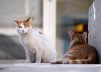 Agosto, mes de los gatos: Experto derriba principales mitos en torno al cuidado de los felinos