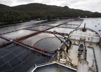 Nueva Ley General de Acuicultura:  Áreas Protegidas Sin Salmoneras llama a reordenar la industria acuícola y exige transparencia en proceso de nueva ley