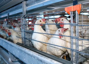 ONG advierte que urge poner freno a la ganadería industrial para detener gripe aviar