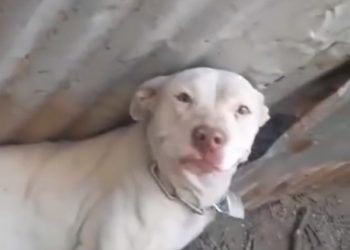 Denuncian caso de maltrato animal en Villa Alemana