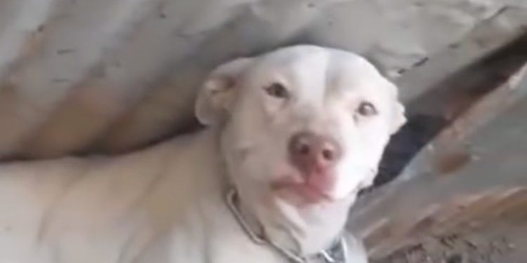 Denuncian caso de maltrato animal en Villa Alemana
