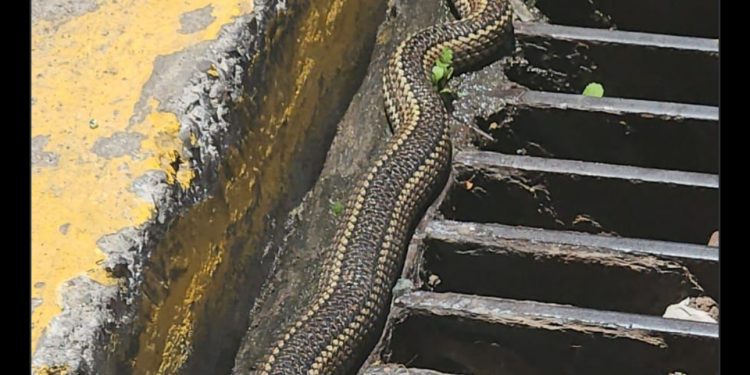 Impacto en Valparaíso por serpiente deambulando por las calles