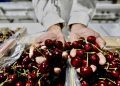 Furor total por llegada de cargamento de cerezas chilenas a China