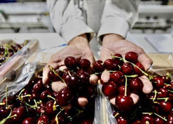Furor total por llegada de cargamento de cerezas chilenas a China