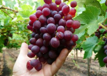 Servicio de impuesto internos restringe uso de facturas en supermercados y gremios piden flexibilidad