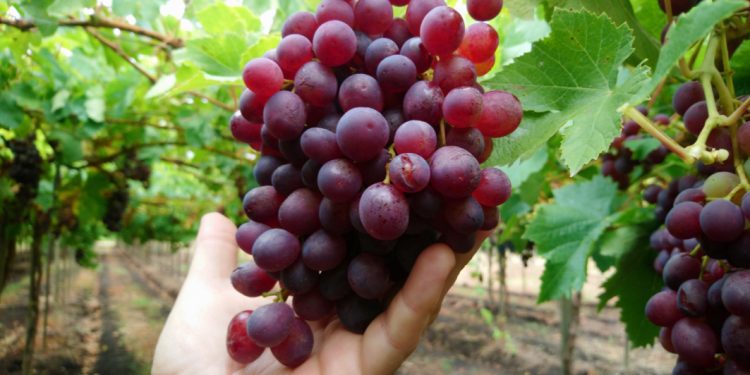 Servicio de impuesto internos restringe uso de facturas en supermercados y gremios piden flexibilidad