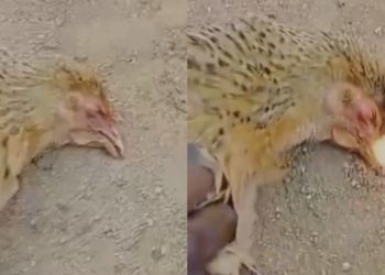 Escalofriantes imágenes de gallinas que botan fuego por la boca al morir en India