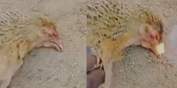 Escalofriantes imágenes de gallinas que botan fuego por la boca al morir en India