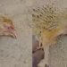 Escalofriantes imágenes de gallinas que botan fuego por la boca al morir en India