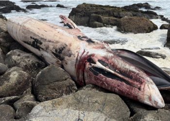 Encuentran Ballena de más de 16 metros varada en la playa Las Conchitas de Isla Negra