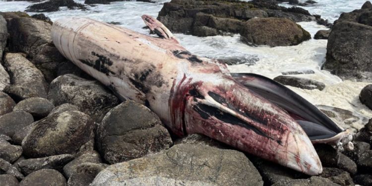 Encuentran Ballena de más de 16 metros varada en la playa Las Conchitas de Isla Negra