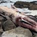 Encuentran Ballena de más de 16 metros varada en la playa Las Conchitas de Isla Negra